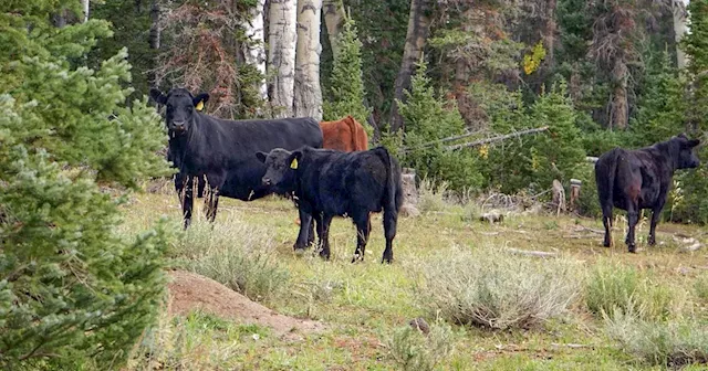 Investing in nature? Utah says no, bans natural asset companies on public land.