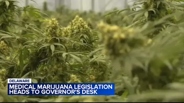 Lawmakers seek to prop up Delaware medical marijuana industry after legalizing recreational use