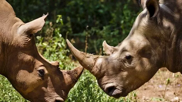 South Africa perpetuates rhino horn black market by stockpiling, report says