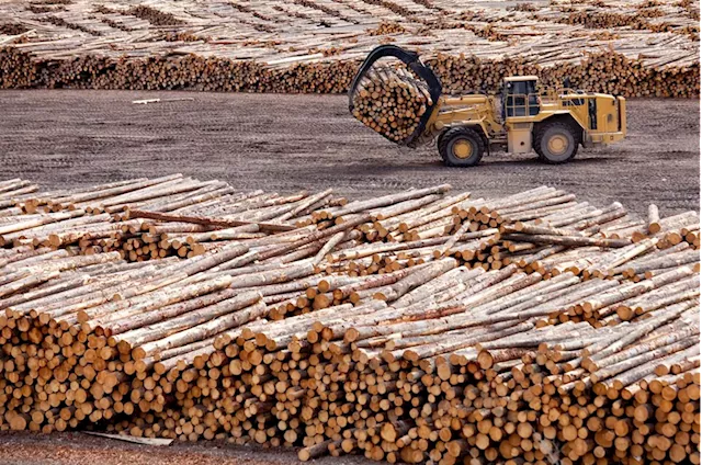 A 'vicious cycle' is scaring away investment from B.C. forests, says industry