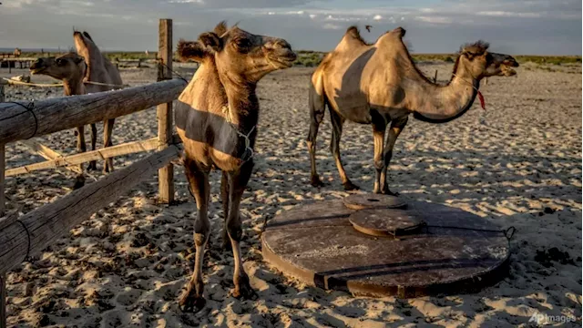 Commentary: Will camels be the next cows in the dairy industry?