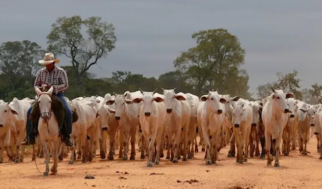 Brazil's Cattle Industry at Risk Without Climate Policies