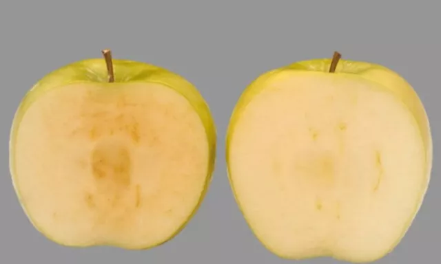 Okanagan company gets green light for GMO non-browning apple