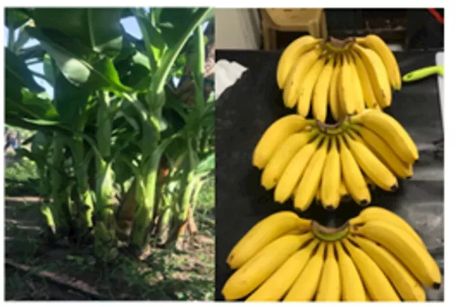 Strategies To Save The Global Banana Industry