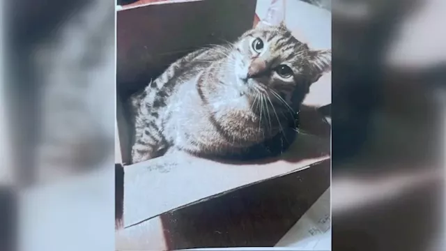 Pet parents receive cat back in bag after cremation company ‘ghosts' them