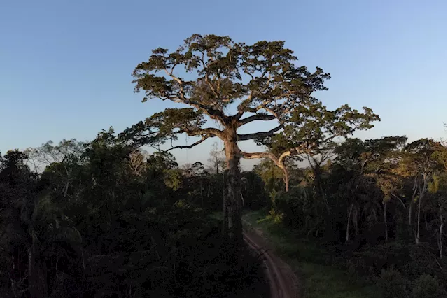 Timber companies claim carbon credits for trees they don’t cut down