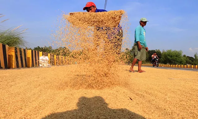 NFA starts buying palay to boost buffer stocks