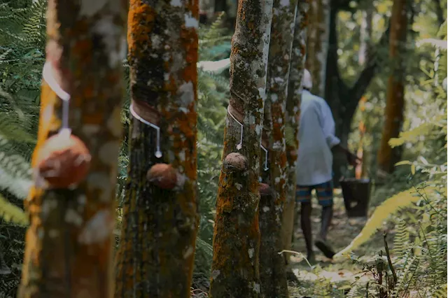 How global factors influence Thailand's rubber market