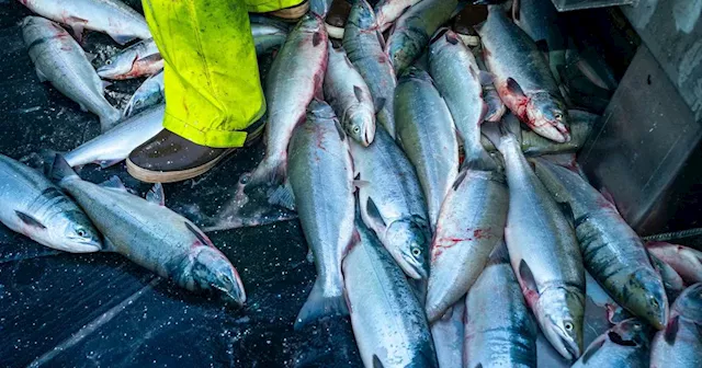 Report portrays a mixed picture of Alaska’s huge seafood industry