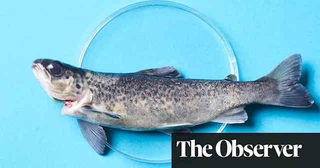 From petri dish to plate: meet the company hoping to bring lab-grown fish to the table