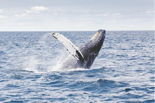 Whale encounters in Mexico highlight need for global humpback research investment