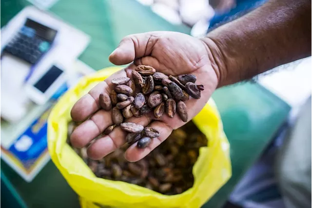 Cocoa Slumps 17% as Wild Price Swings Grip Market