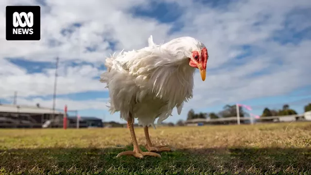 Australian Chicken Growers Call for Industry Change