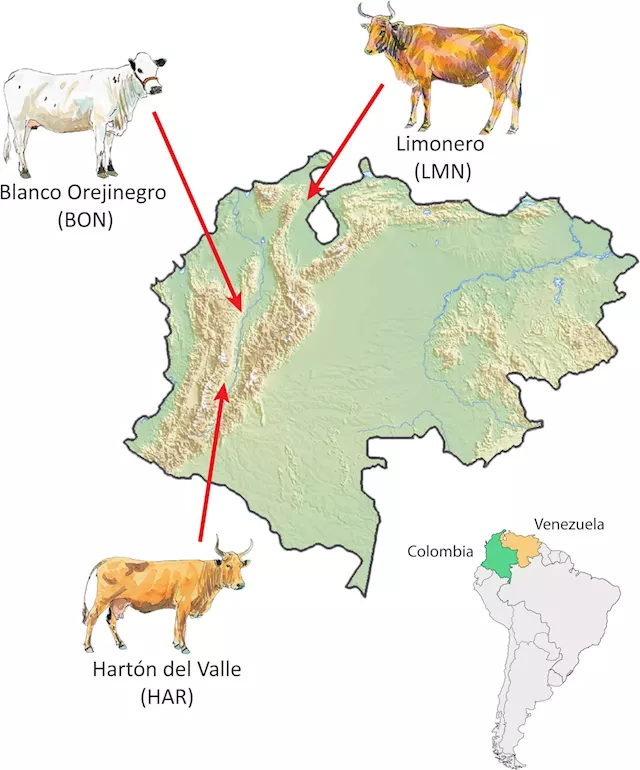 Criollo Cattle: The Beef Industry's Answer to Climate Change?