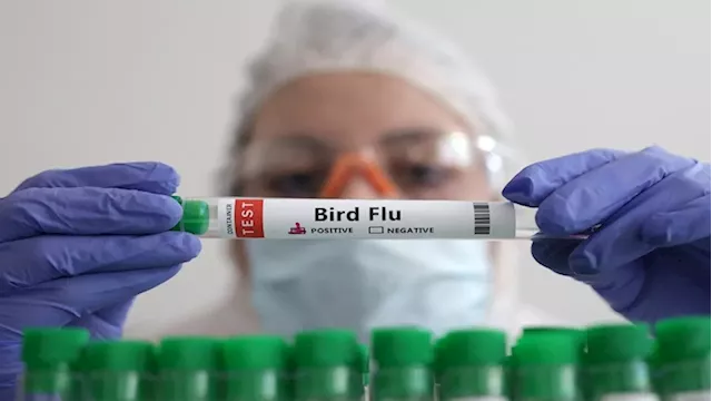 Bird flu may infect cows outside the US: WHO - SABC News - Breaking news, special reports, world, business,