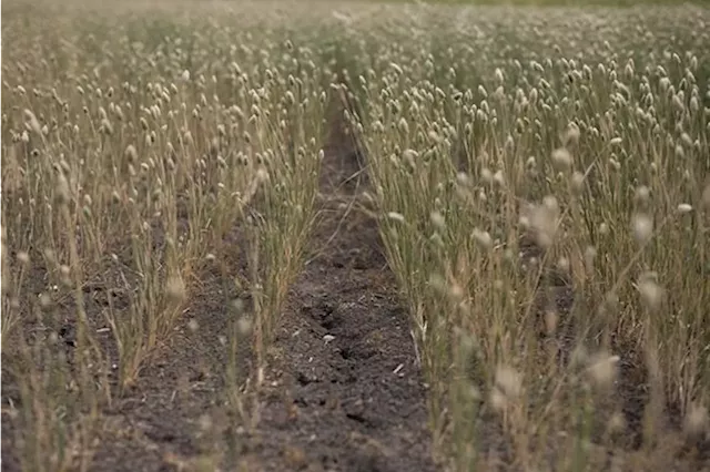 Extreme Weather Causes $482 Million Deficit in Saskatchewan's Agriculture Industry