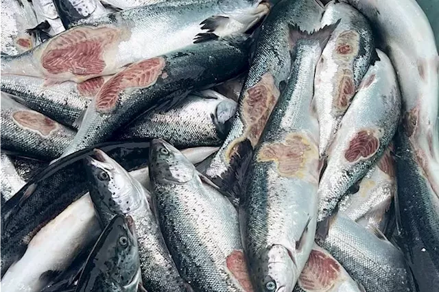 Dying salmon trouble Norway’s vast fish-farm industry