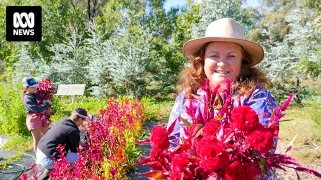 Flower farmer's final harvest for Mother's Day highlights industry challenges as imported blooms popular