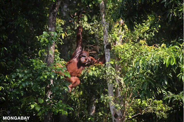 Indonesian company defies order, still clearing peatlands in orangutan habitat