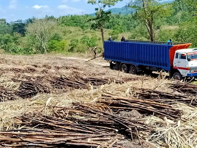 Damage to Negros sugar industry hits P200M