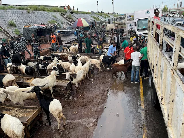 PHOTOS: Lagos task force raids Agege ram market over ‘indiscriminate display’ of animals