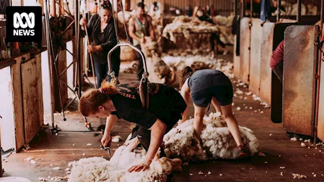 Western Australia's $1.35 billion sheep industry already shrinking due to live export ban, stakeholders say