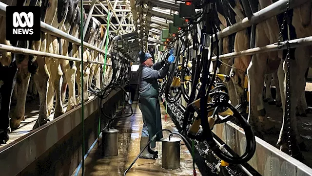 Dairy farmers exit industry in droves, factories close as reliance on imported milk products grows