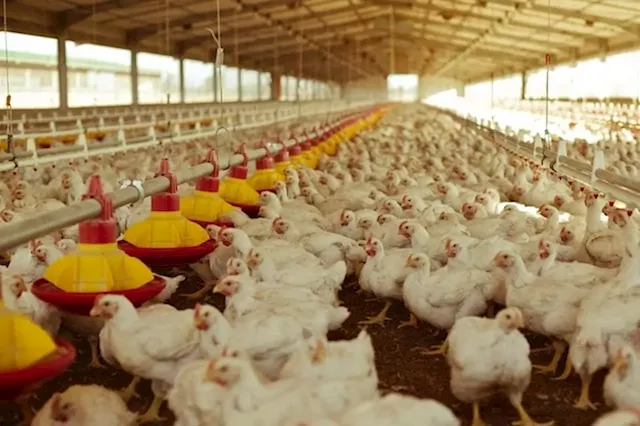 Goldi owner Astral Foods sees a 440% earnings leap as it puts bird flu behind it