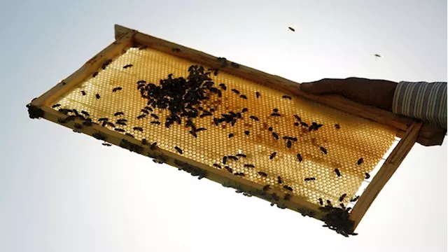 Egypt's leading beekeeping village struggles to keep business buzzing - SABC News