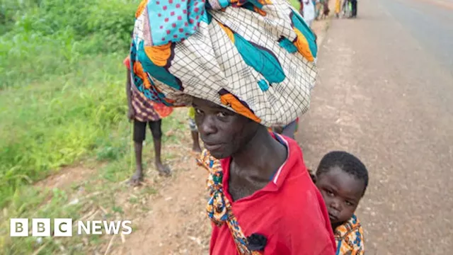 Mozambique-China rosewood trade: The illicit business fuelling an insurgency