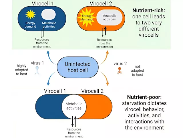 A merger of microbes: Study shows low-nutrient conditions alter viral infection