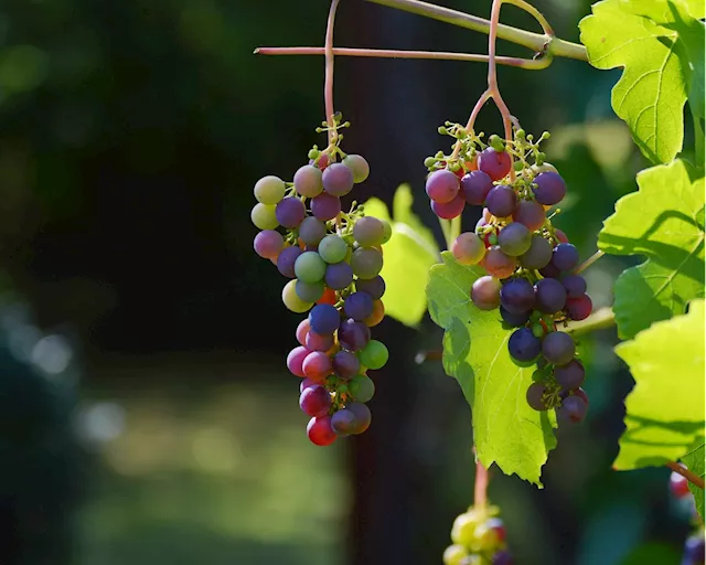 Glass half empty? What climate change means for Canada's wine industry