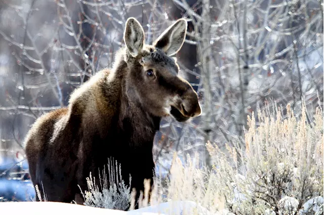 Moment Moose and Cat Enjoy Each Other's Company Delights Internet