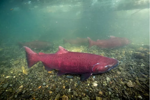 Many Alaska king salmon stocks up for Endangered Species Act review after group’s petition