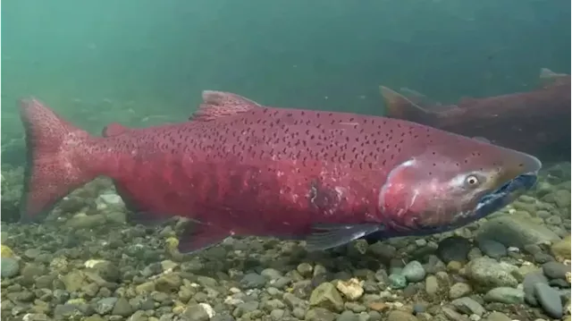 Many Alaska king salmon stocks up for Endangered Species Act review after group’s petition