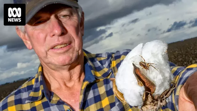 Cotton farms crawling with spiders and frogs as industry cleans up its act