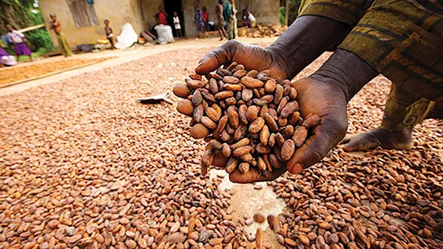 Why NCMC seeks cocoa industry’s rejuvenation