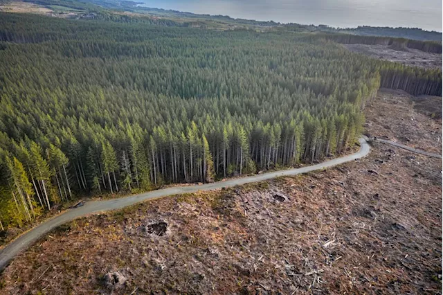 Canada's logging industry is seeking a wildfire 'hero' narrative