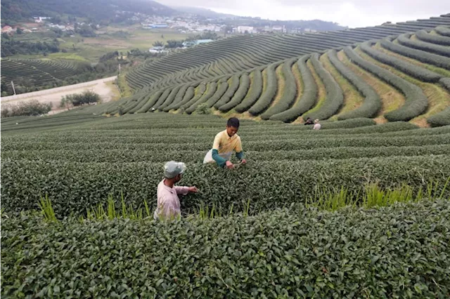 Sri Lanka's tea producers warn 70% wage hike will hit industry