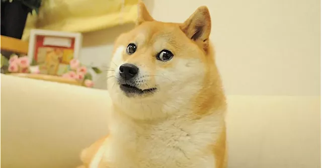 Trader Buys 2M Dogecoin Call Options as Meme Coin Market Heats Up