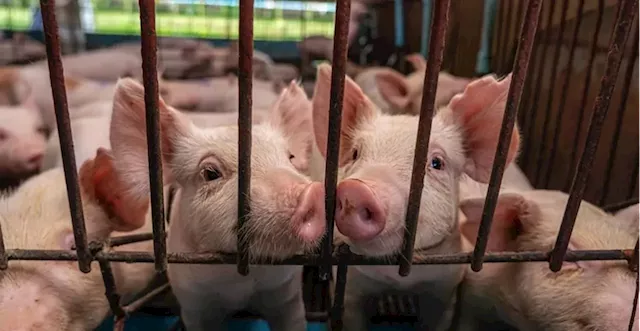 Anti-ASF vax to revive hog industry