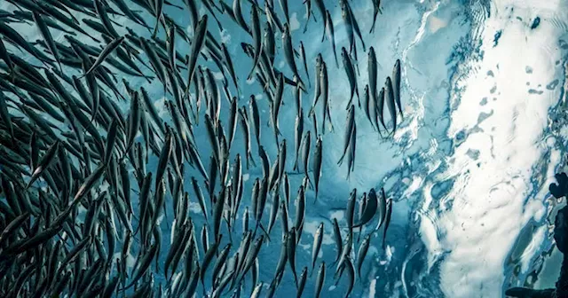 Spring herring stocks continue to struggle in Atlantic Canada