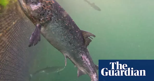 Scottish salmon industry challenged over move to drop ‘farmed’ from labels