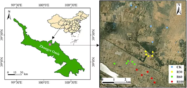 Study reveals changes in soil carbon and nutrient stocks in desert oasis farmland