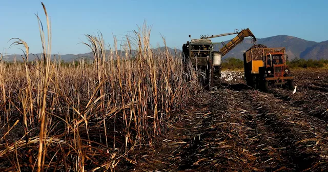 Cuba may import sugar, rum industry pressed amid disastrous harvest