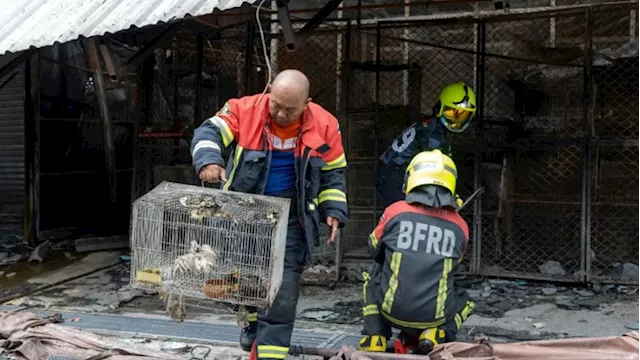 Fire at Bangkok's Chatuchak market kills hundreds of caged animals