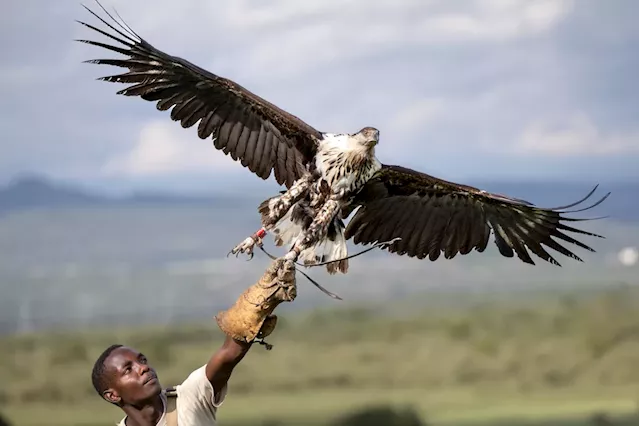 Africa’s birds of prey find few friendly skies as industry and agriculture create new hazards