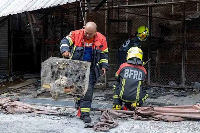 Bangkok pet market fire kills dozens of animals