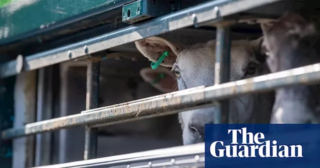 Australian live sheep export ban could set a ‘concerning precedent’, industry warns