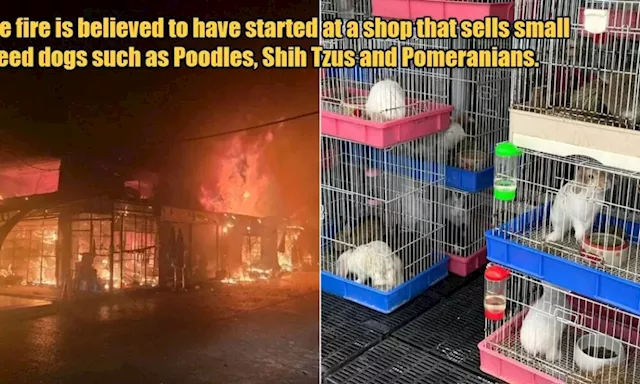 Over 1,000 Animals Have Tragically Died in a Huge Fire at Bangkok's Famous Chatuchak Pet Market